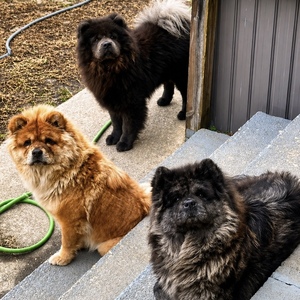 The Chow Chows